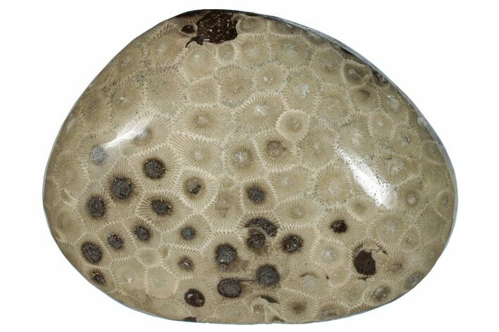 Large, Polished Petoskey Stone (Fossil Coral) - Michigan #271871